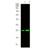 p-p21 CDKN1A S130 Ab