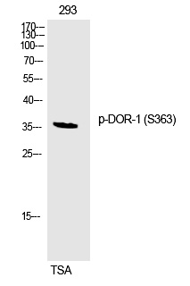 p-DOR 1 (S363) Ab