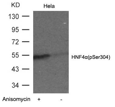 p-HNF 4 alpha (S303) Ab