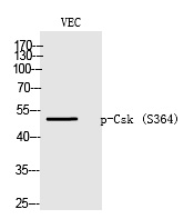 p-CSK (S364) Ab