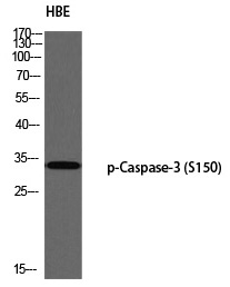 p-Caspase 3 (S150) Ab