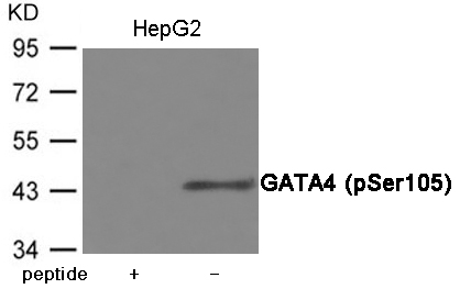 p-GATA4 (S105) Ab