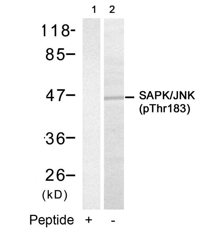 p-JNK2 (T183) Ab