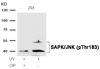 p-JNK2 (T183) Ab