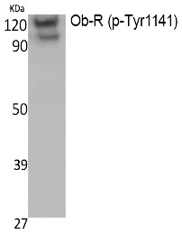 p-Leptin receptor (Y1141) Ab