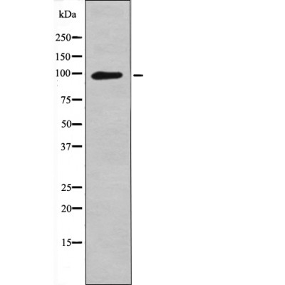 p-Leptin receptor (Y1141) Ab