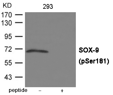 p-SOX9 (S181) Ab