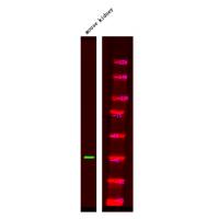 p-Presenilin 1 (S353) Ab