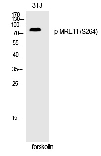 p-MRE11 (S264) Ab