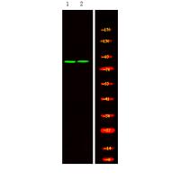 p-MRE11 (S676) Ab