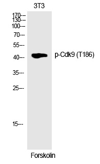 p-CDK9 (T186) Ab