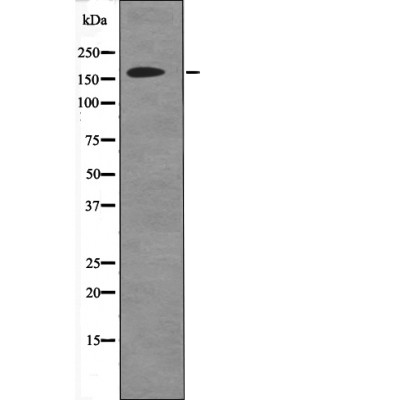 p-DAP kinase 1 (S734) Ab