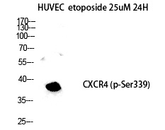 p-CXCR4 (S339) Ab