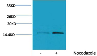 p-Histone H4 (S1) Ab