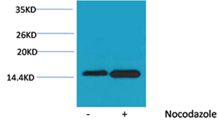 p-Histone H4 (S47) Ab