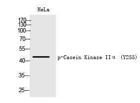 p-CK II alpha (Y255) Ab