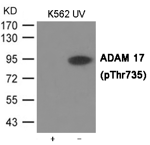 p-ADAM 17 (T735) Ab