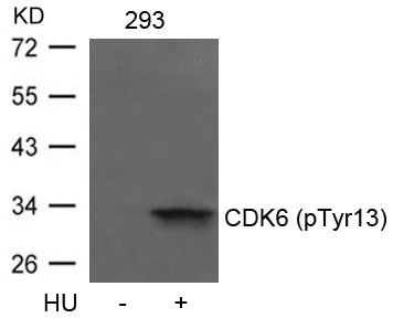 p-CDK6 (Y13) Ab