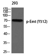 p-ITK (Y512) Ab