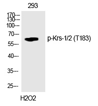 p-STK3/4 (T180/T183) Ab