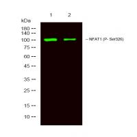 p-NFATc2 (S326) Ab