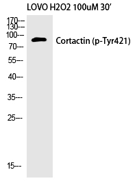 p-Src substrate cortactin (Y421) Ab