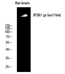 p-ITPR1 (S1764) Ab