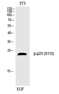 p-Prostaglandin E synthase 3 (S113) Ab