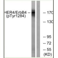 p-ErbB4 (Y1284) Ab