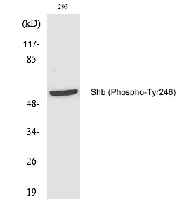 p-SHB (Y246) Ab