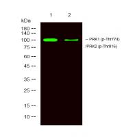 p-PKN1/2 (T774/T816) Ab