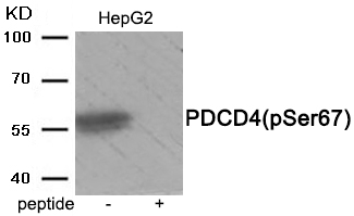 p-PDCD4 (S67) Ab