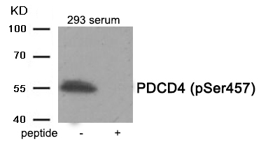 p-PDCD4 (S457) Ab