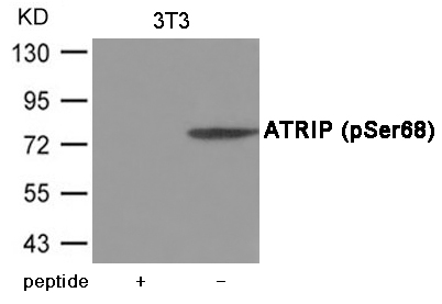 p-ATR interacting protein (S68) Ab