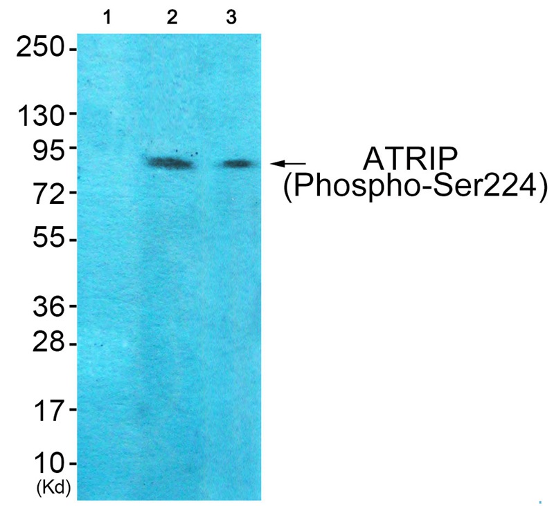 p-ATR interacting protein (S224) Ab