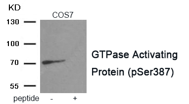 p-RacGAP1 (S387) Ab