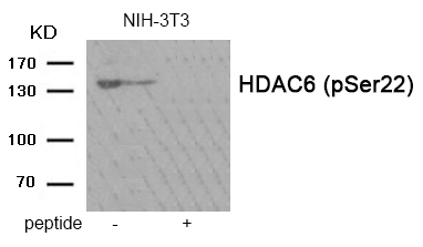 p-HDAC6 (S22) Ab