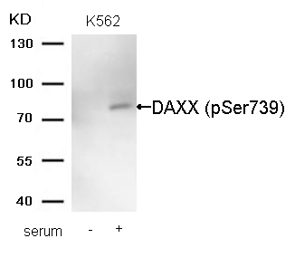 p-DAXX (S739) Ab