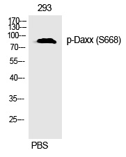 p-DAXX (S668) Ab