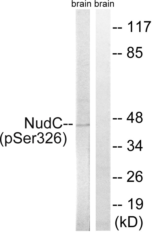 p-NUDC (S326) Ab