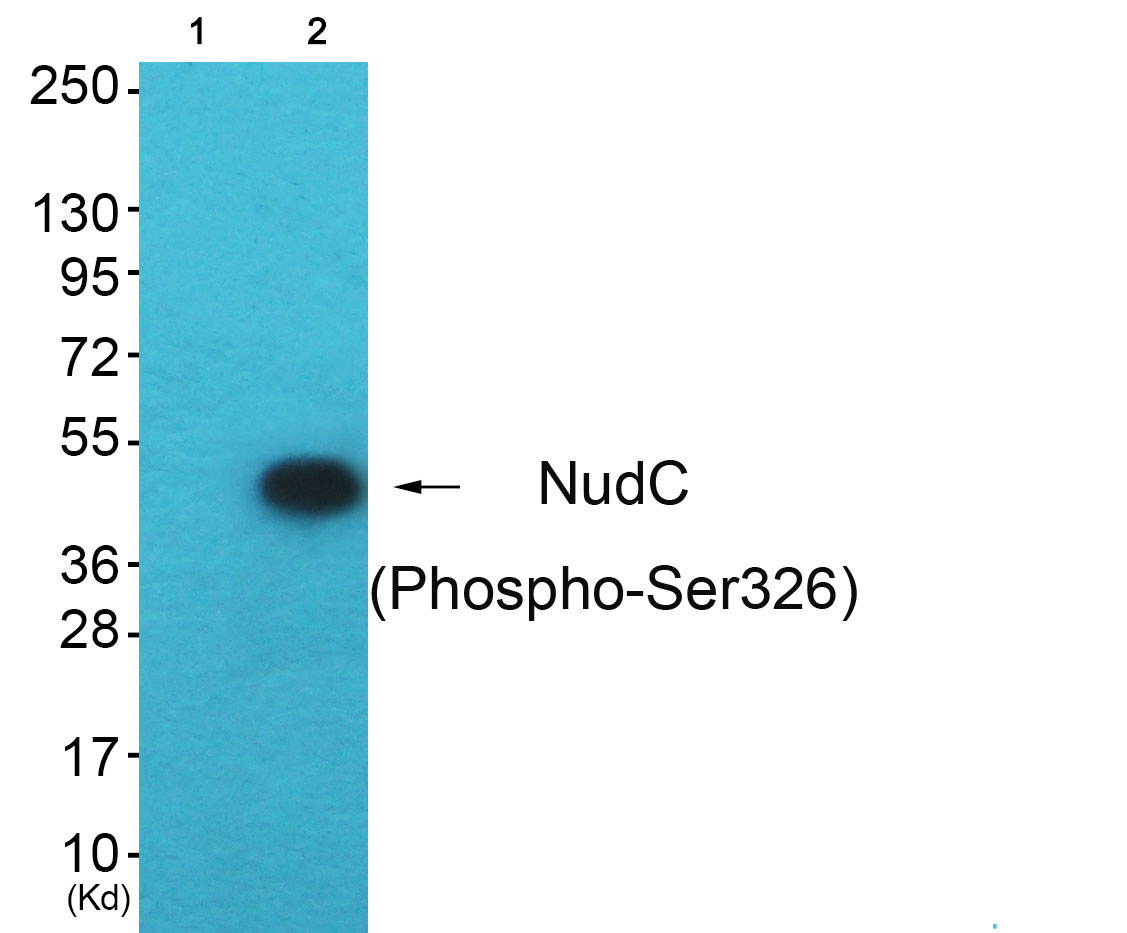 p-NUDC (S326) Ab