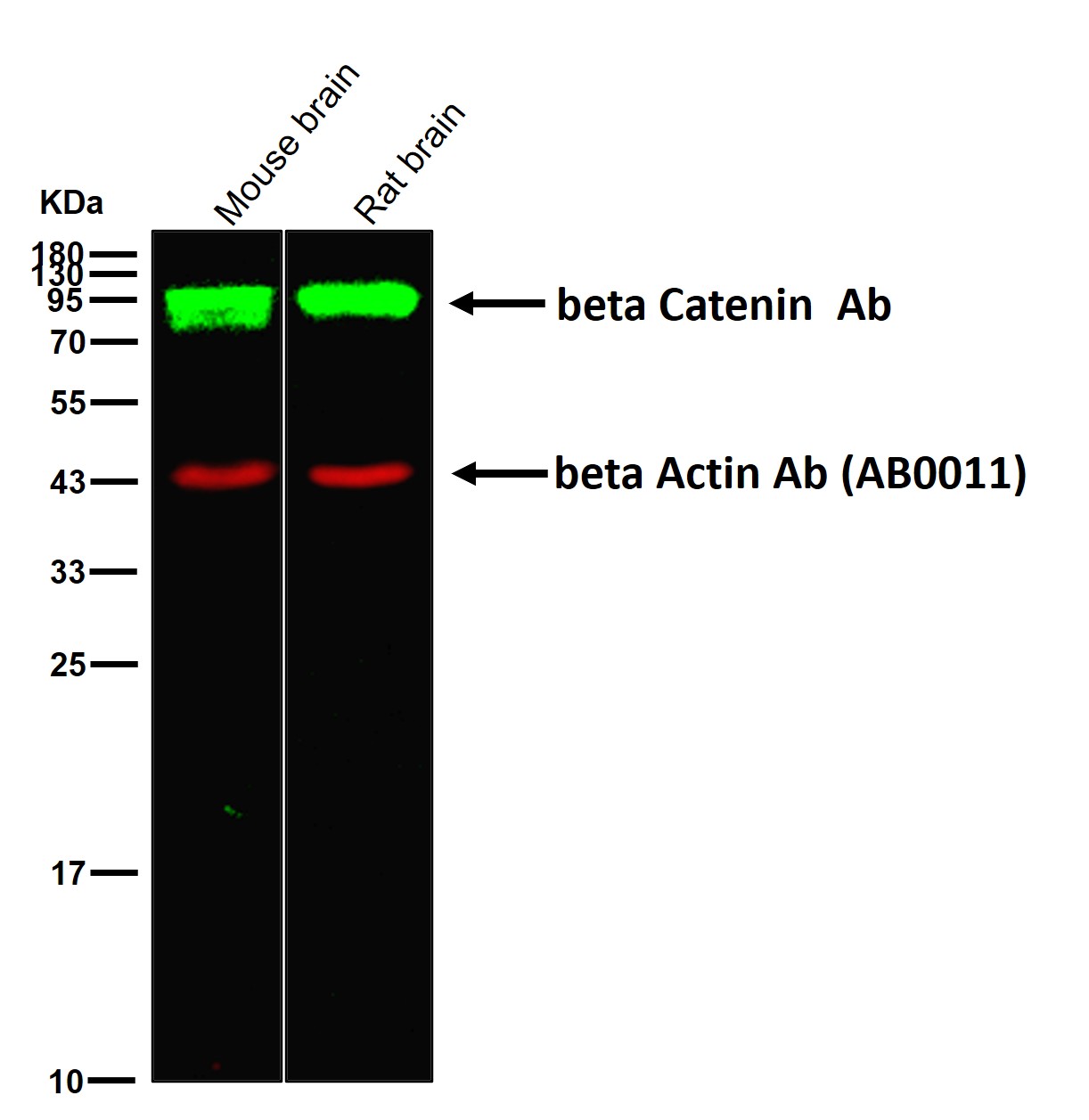 beta Catenin Ab