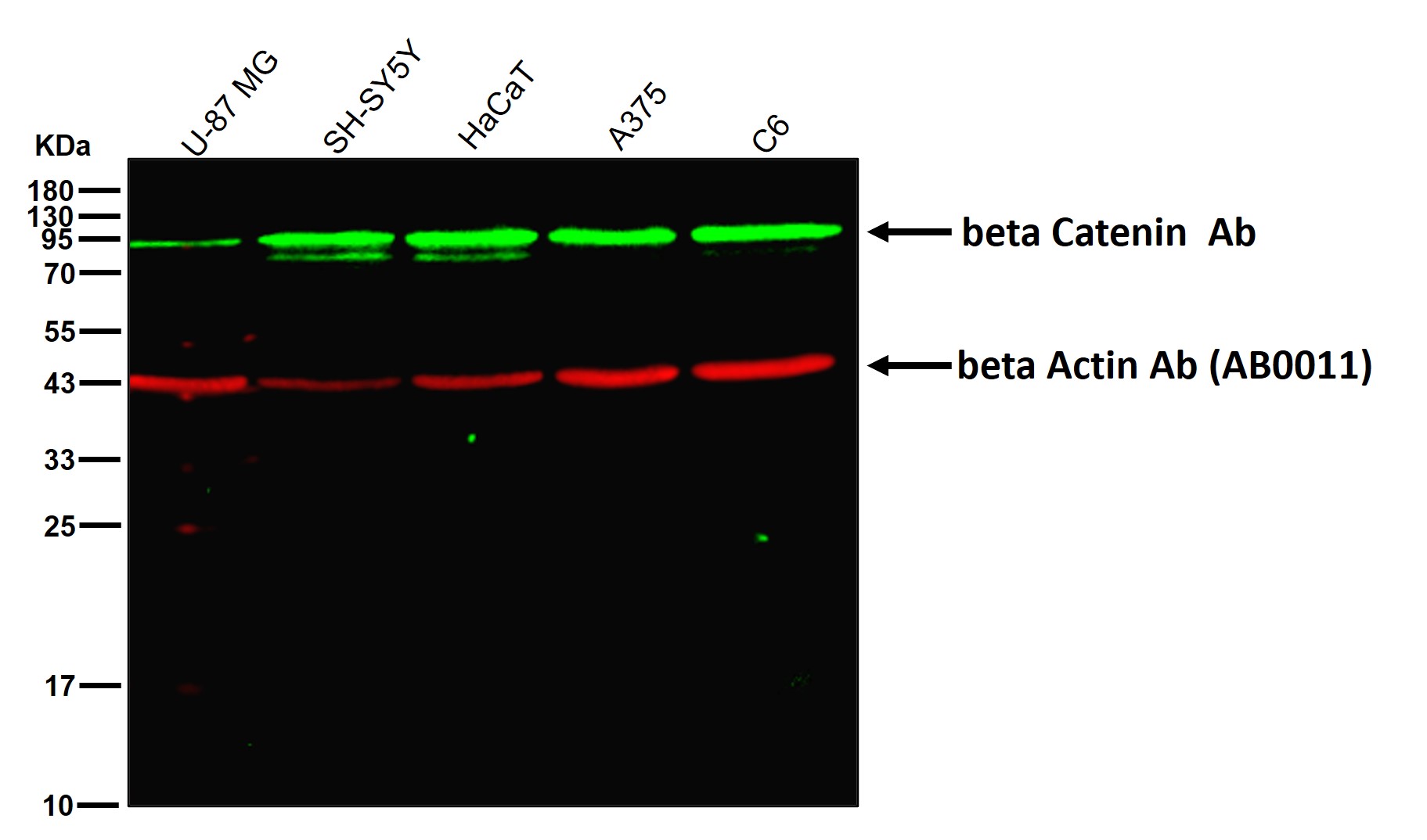 beta Catenin Ab