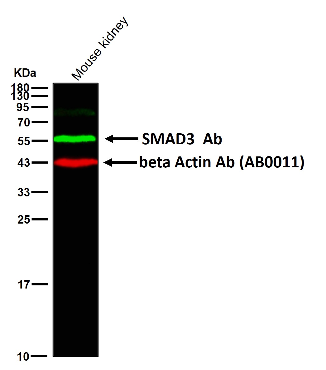 SMAD3 Ab