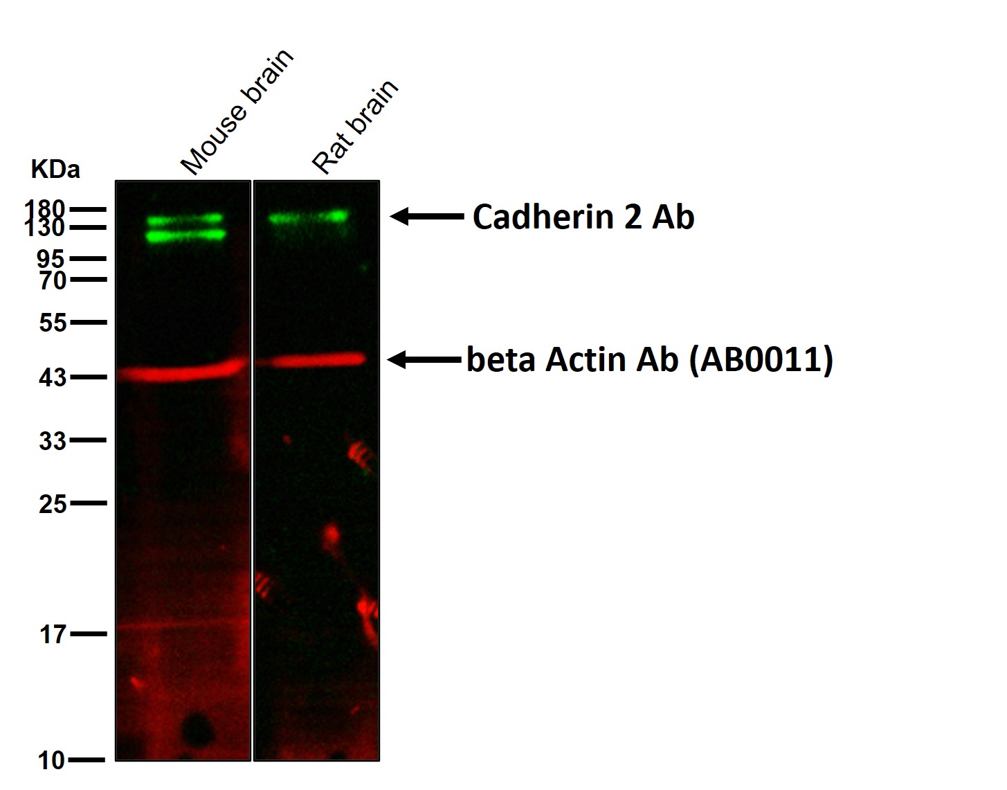 Cadherin 2 Ab