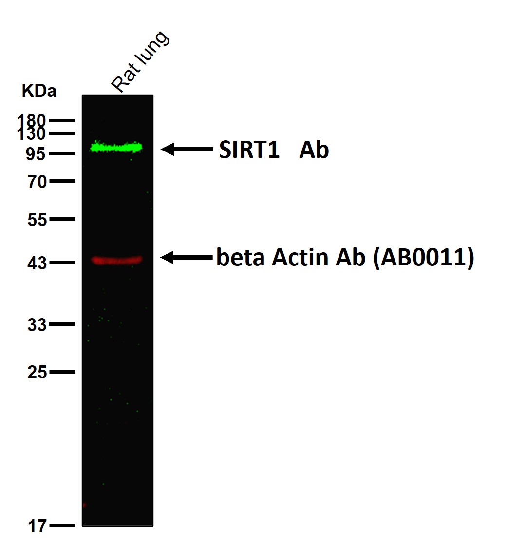 SIRT1 Ab