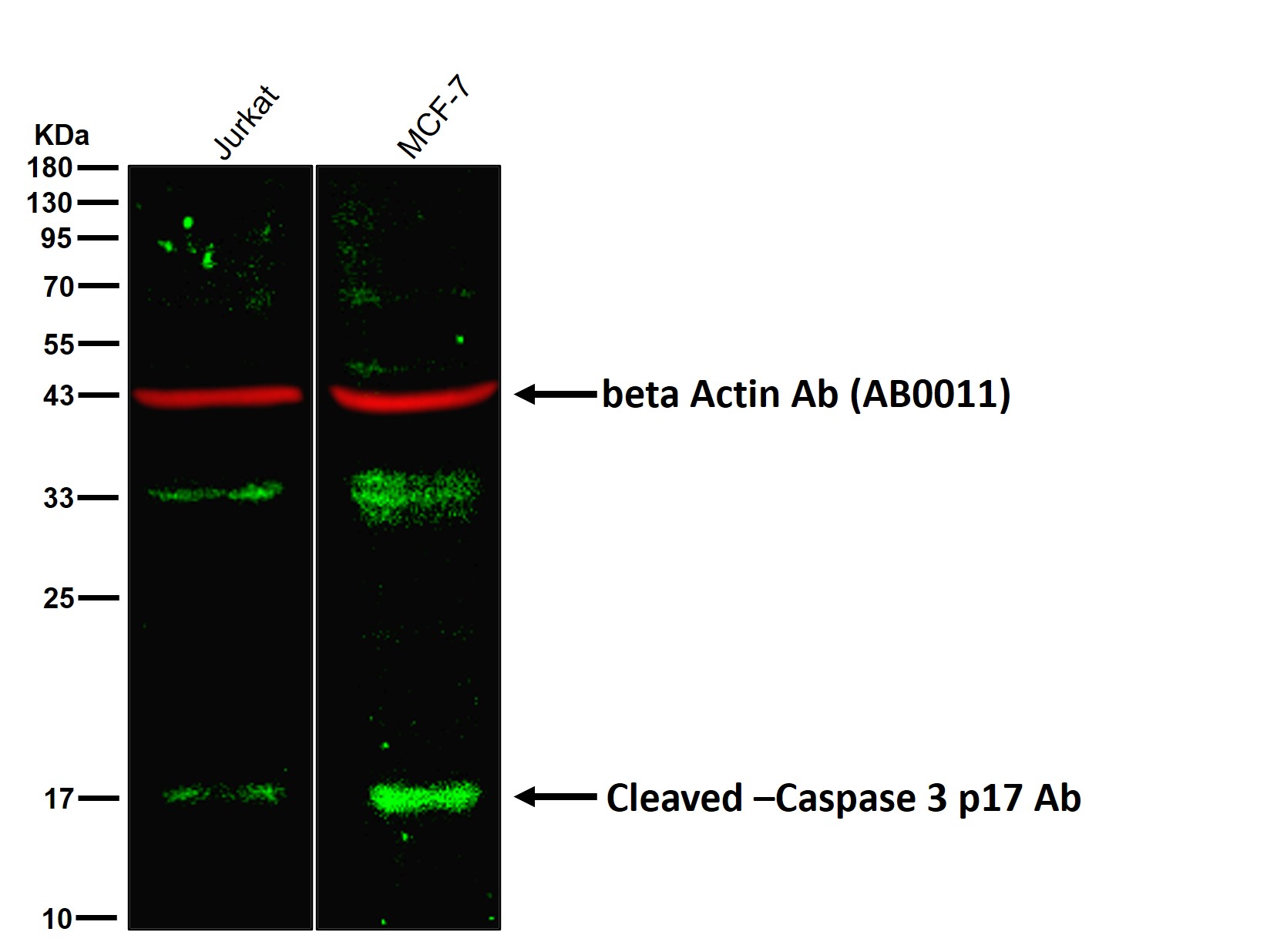 Cleaved-Caspase 3 p17 Ab