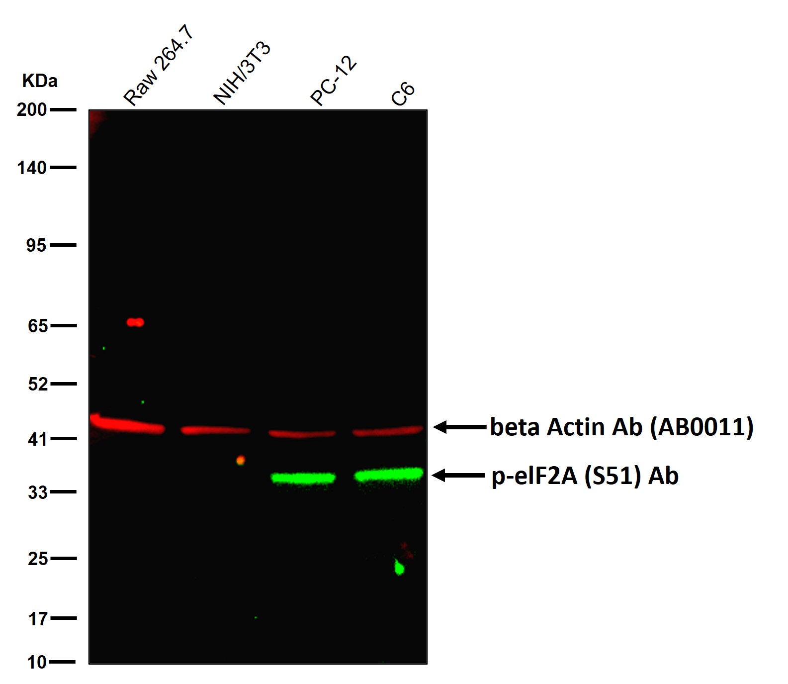 p-eIF2A (S51) Ab