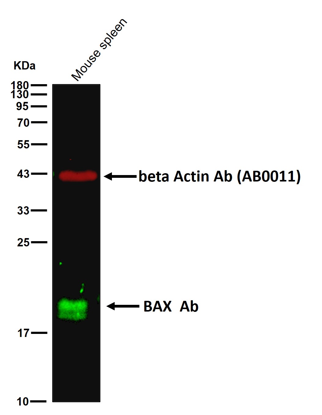 BAX Ab