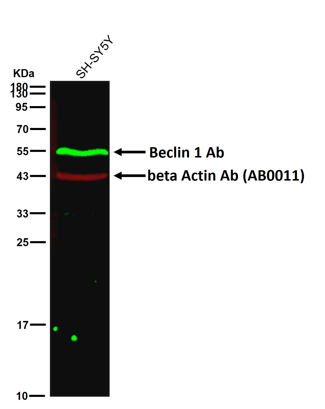 Beclin 1 Ab